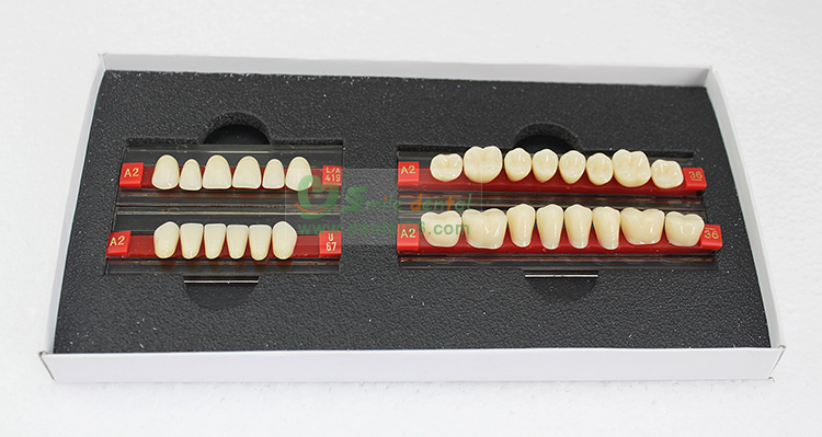 Four Layer Acrylic Resin Teeth